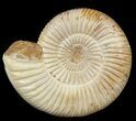 Perisphinctes Ammonite - Jurassic #46900-1